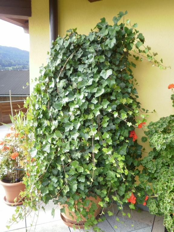 Haus Vordertiefenbach Hotel Wagrain Ngoại thất bức ảnh
